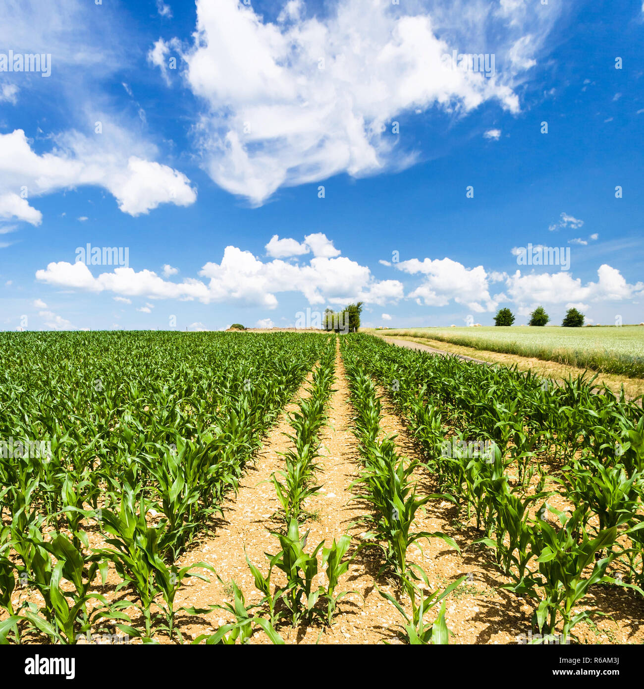 green corn field under blue sky in Picardy Stock Photo - Alamy