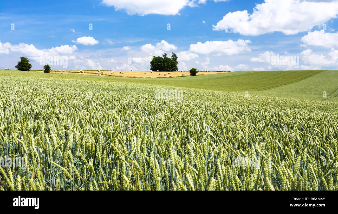 wheat field under blue sky with clouds in Picardy Stock Photo - Alamy