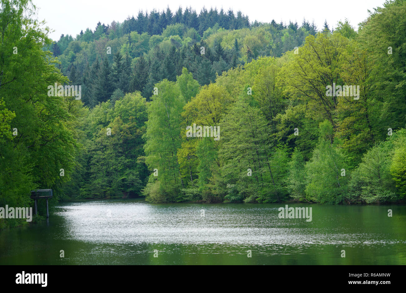 Eiwoog Near Ramsen In Palatinate Forest In Spring Stock Photo
