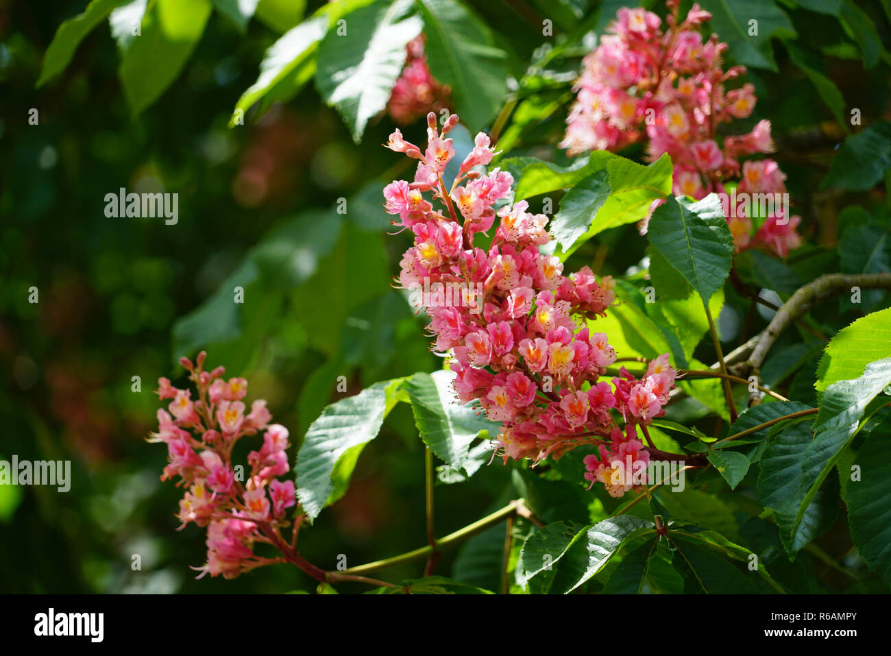 Chestnut Tree, Red Flower Candles Stock Photo Alamy