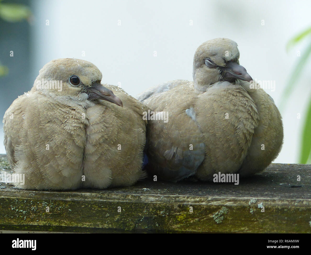Dove fledglings hires stock photography and images Alamy
