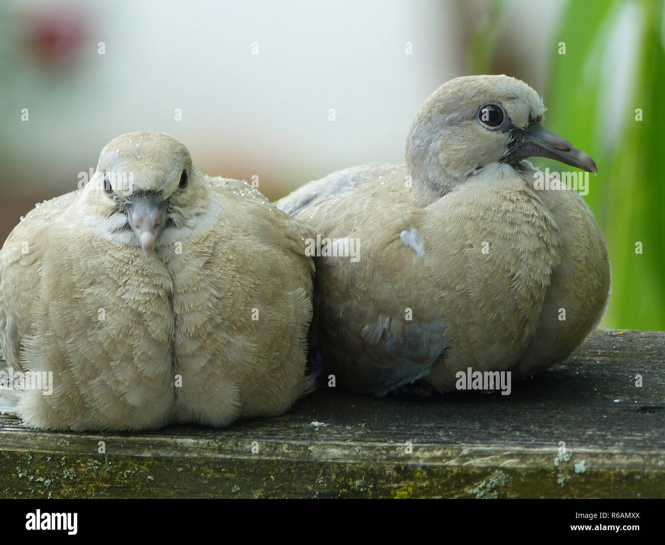 Two Young Collared Doves Sitting Side By Side, Streptopelia Decaocto Stock Photo Alamy