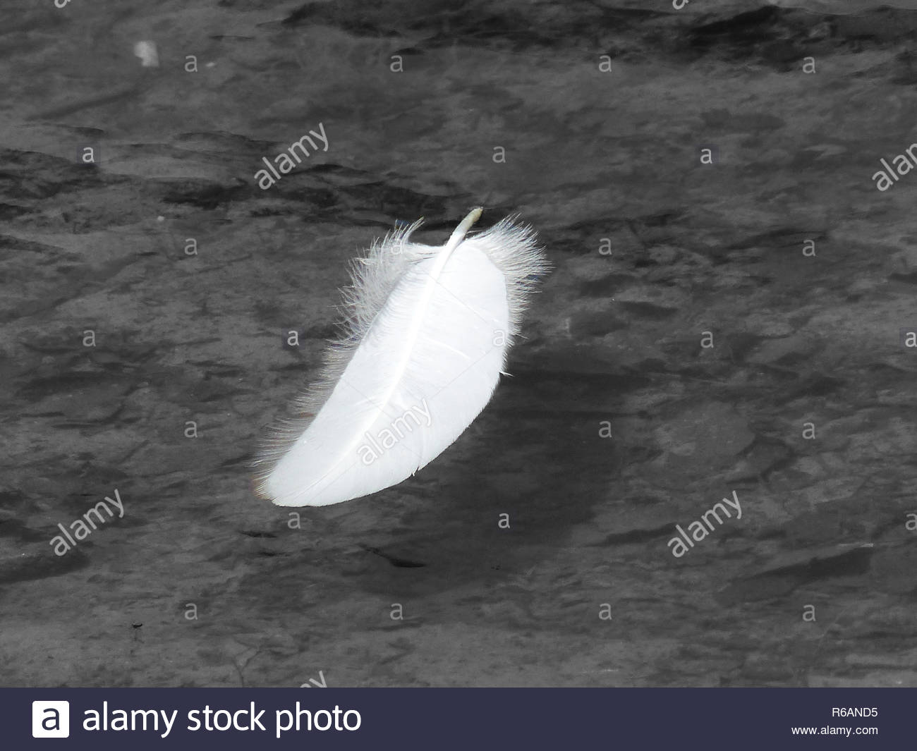 Feather Floating On Water High Resolution Stock Photography and Images Alamy