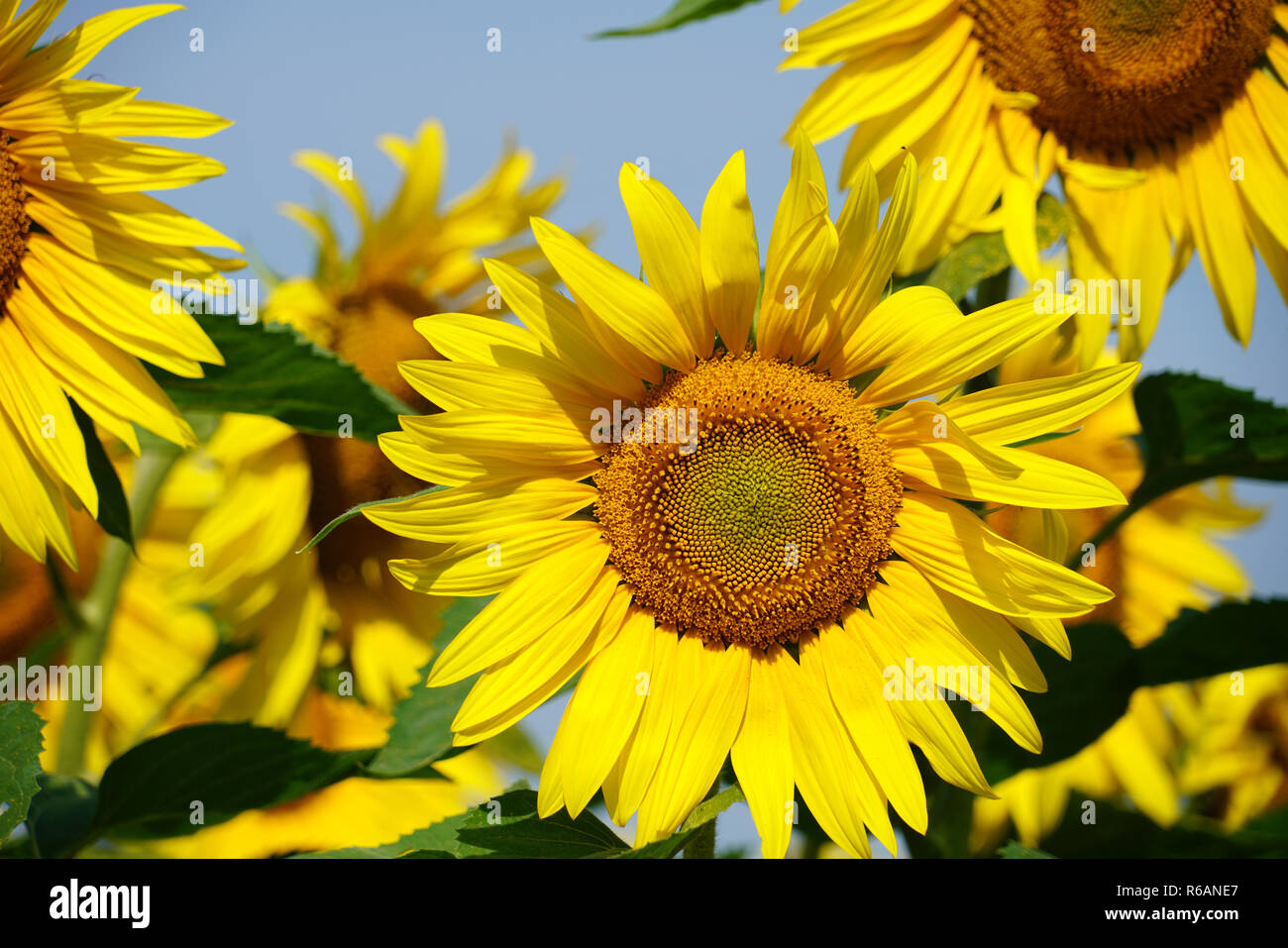 Sunflowers, Helianthus Annuus, Sunflower Field Stock Photo - Alamy