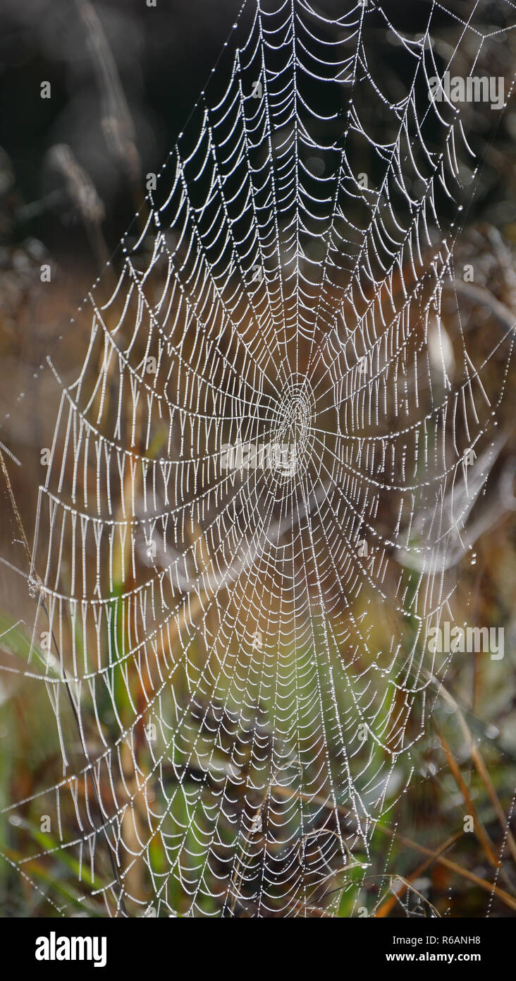 Spiderweb In Ampermoos, Upper Bavaria Stock Photo