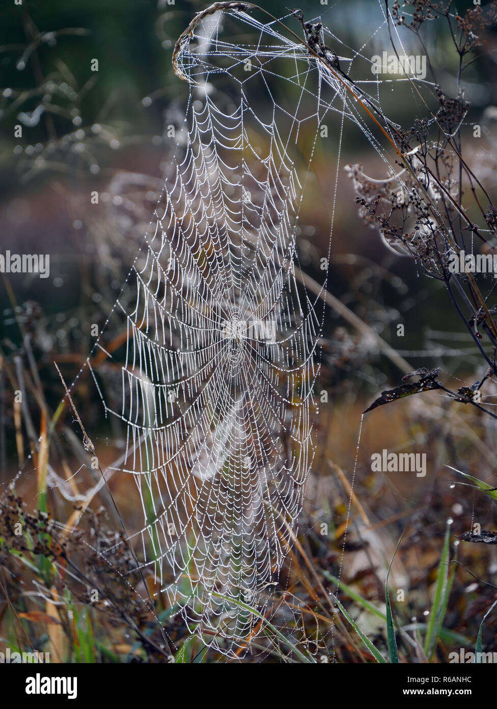 Spiderweb In Ampermoos, Upper Bavaria Stock Photo