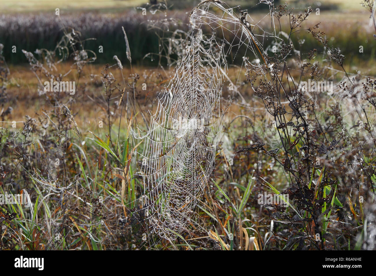 Spiderweb In Ampermoos, Upper Bavaria Stock Photo