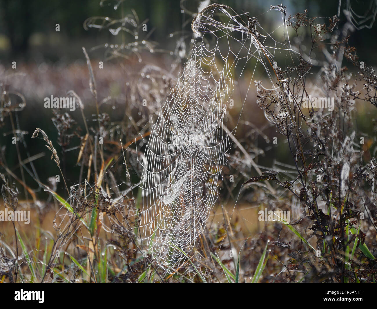 Spiderweb In Ampermoos, Upper Bavaria Stock Photo