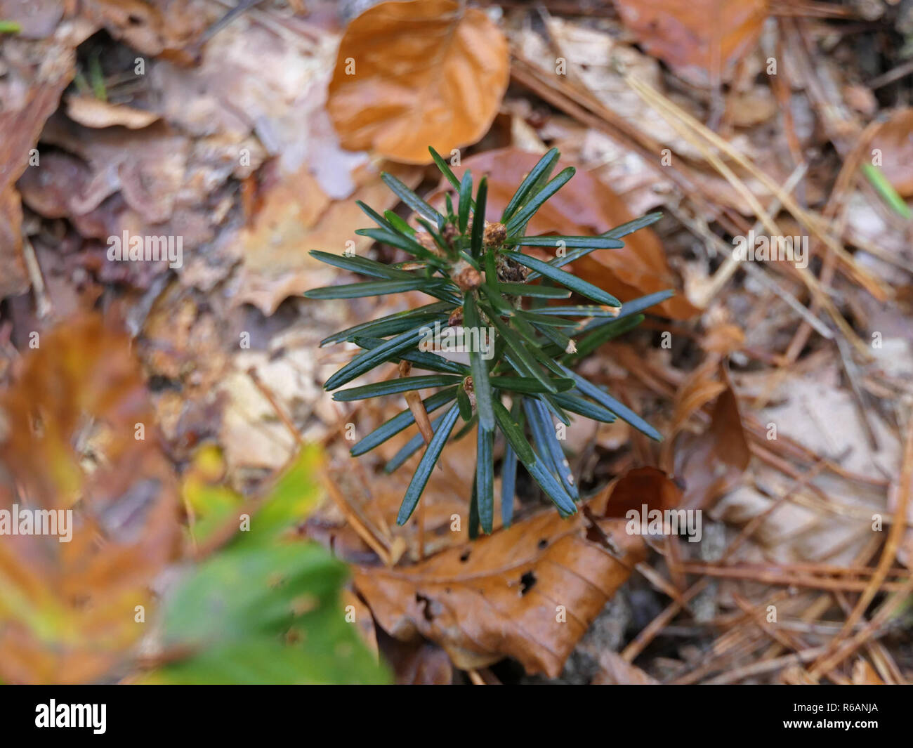 Common Yew, Taxus Baccata, Young Yew In Palatinate Forest, Rhineland-Palatinate Stock Photo