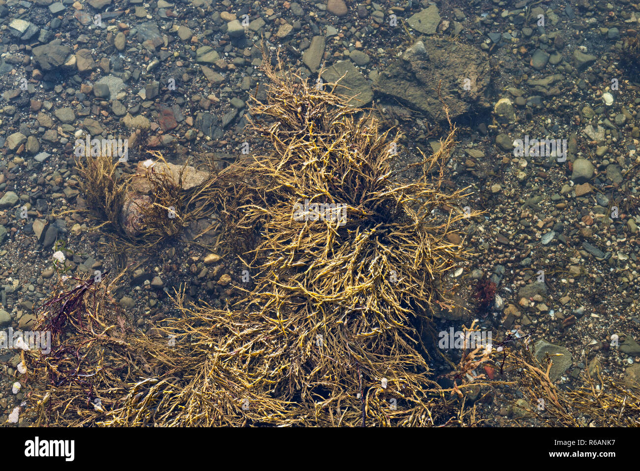 View of the sea bottom of Penobscot Bay in Searsport, Maine at low tide