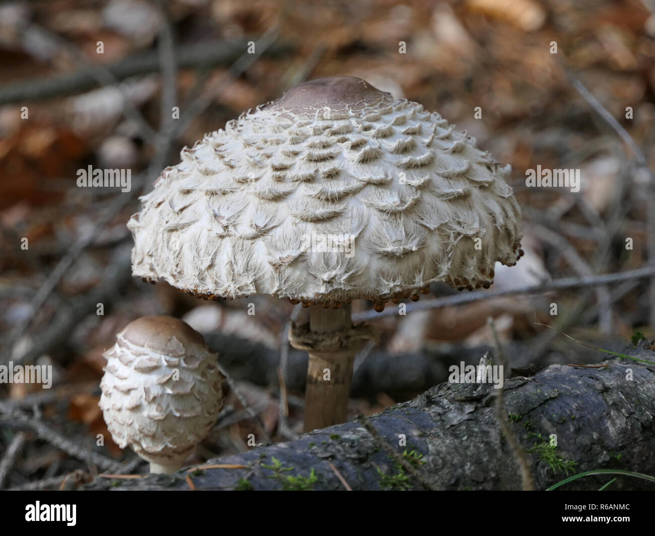 Palatinate Forest, Saffron Parasol Mushroom, Macrolepiota Rachodes Stock Photo