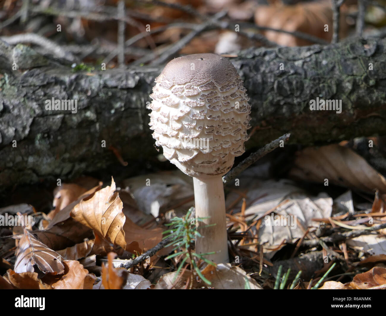 Palatinate Forest, Young Saffron Parasol Mushroom, Macrolepiota Rachodes Stock Photo