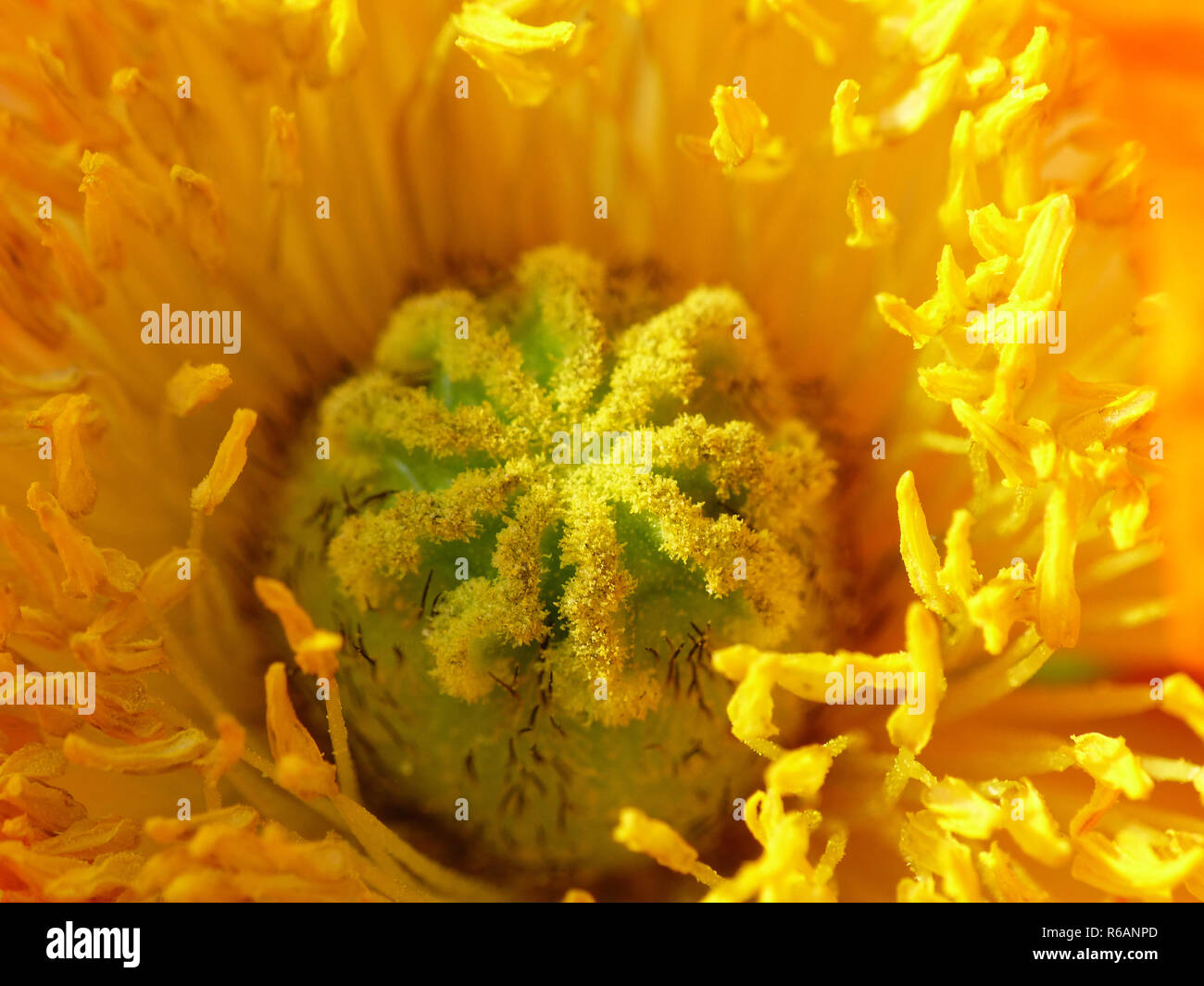 Pistil poppy papaver detail hi-res stock photography and images - Alamy
