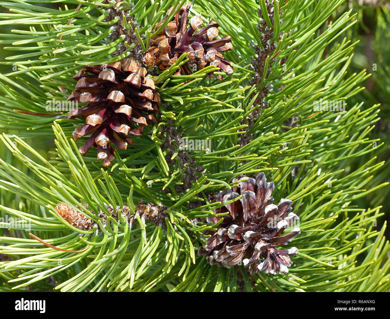 Bog Pine With Pine Cones, Hornisgrinde In The Black Forest, Germany Stock Photo