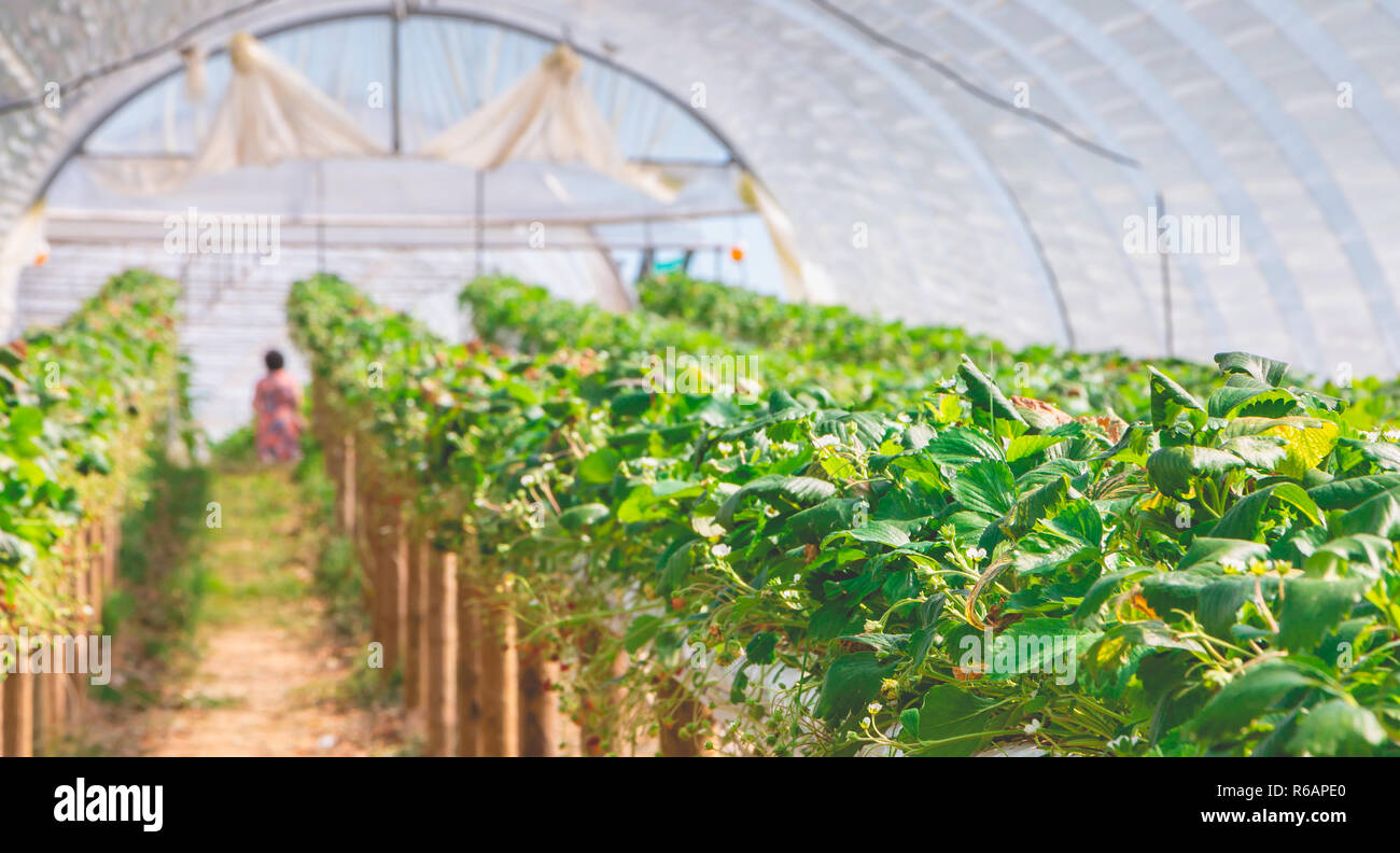 organic strawberries in a greenhouse at the end of summer Stock Photo