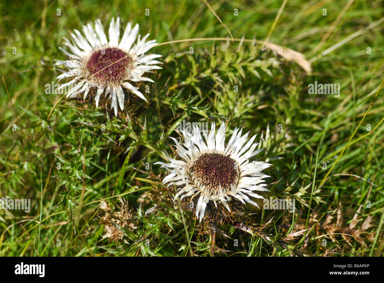 Carlina acaulis blooming in the mountains of Durmitor in Montenegro. Stock Photo