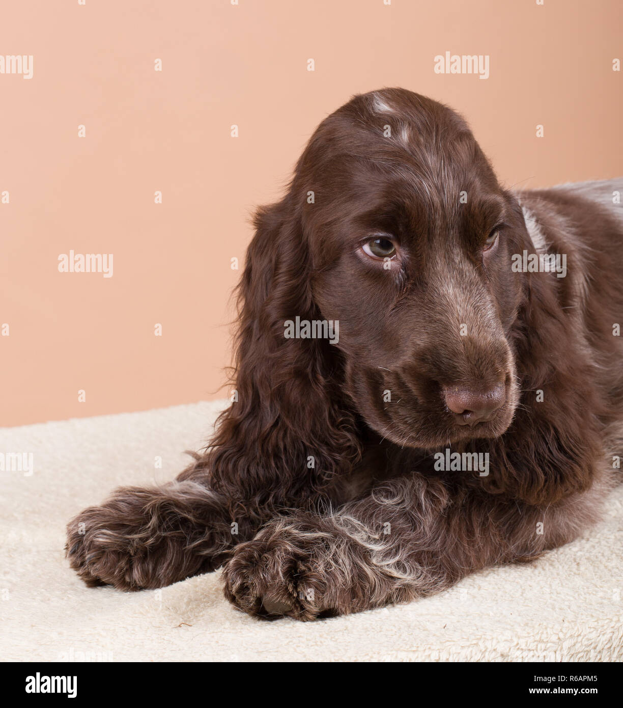 dog english cocker spaniel Stock Photo Alamy