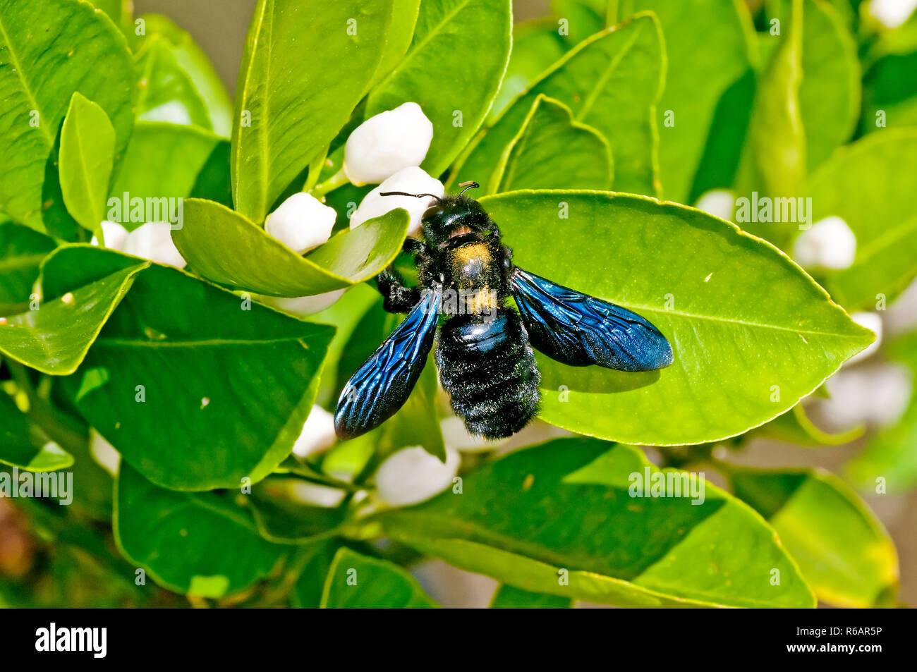 Carpenter Bee,Xylocopa Violacea L Stock Photo - Alamy