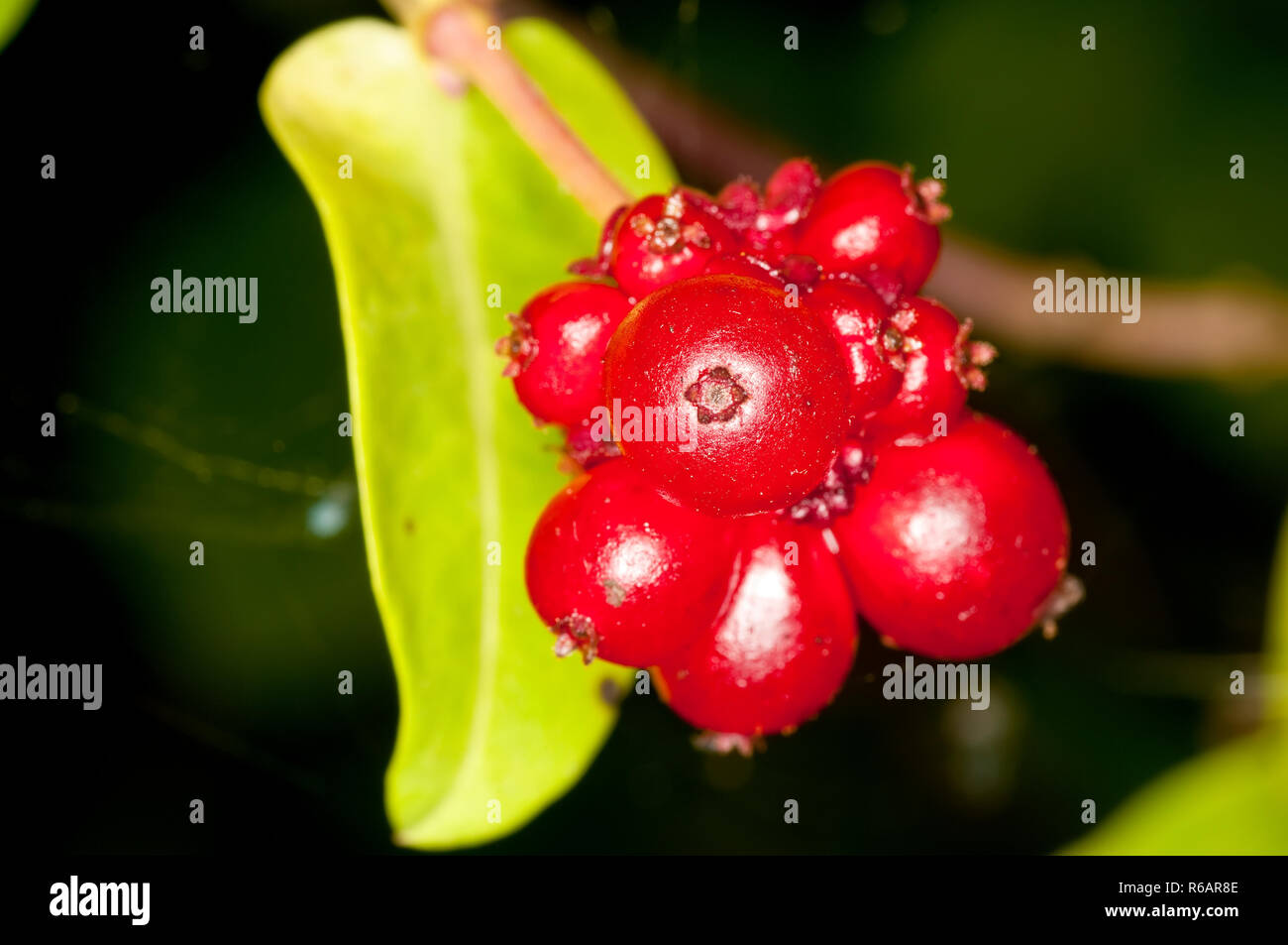 Chinese honeysuckle hires stock photography and images Alamy