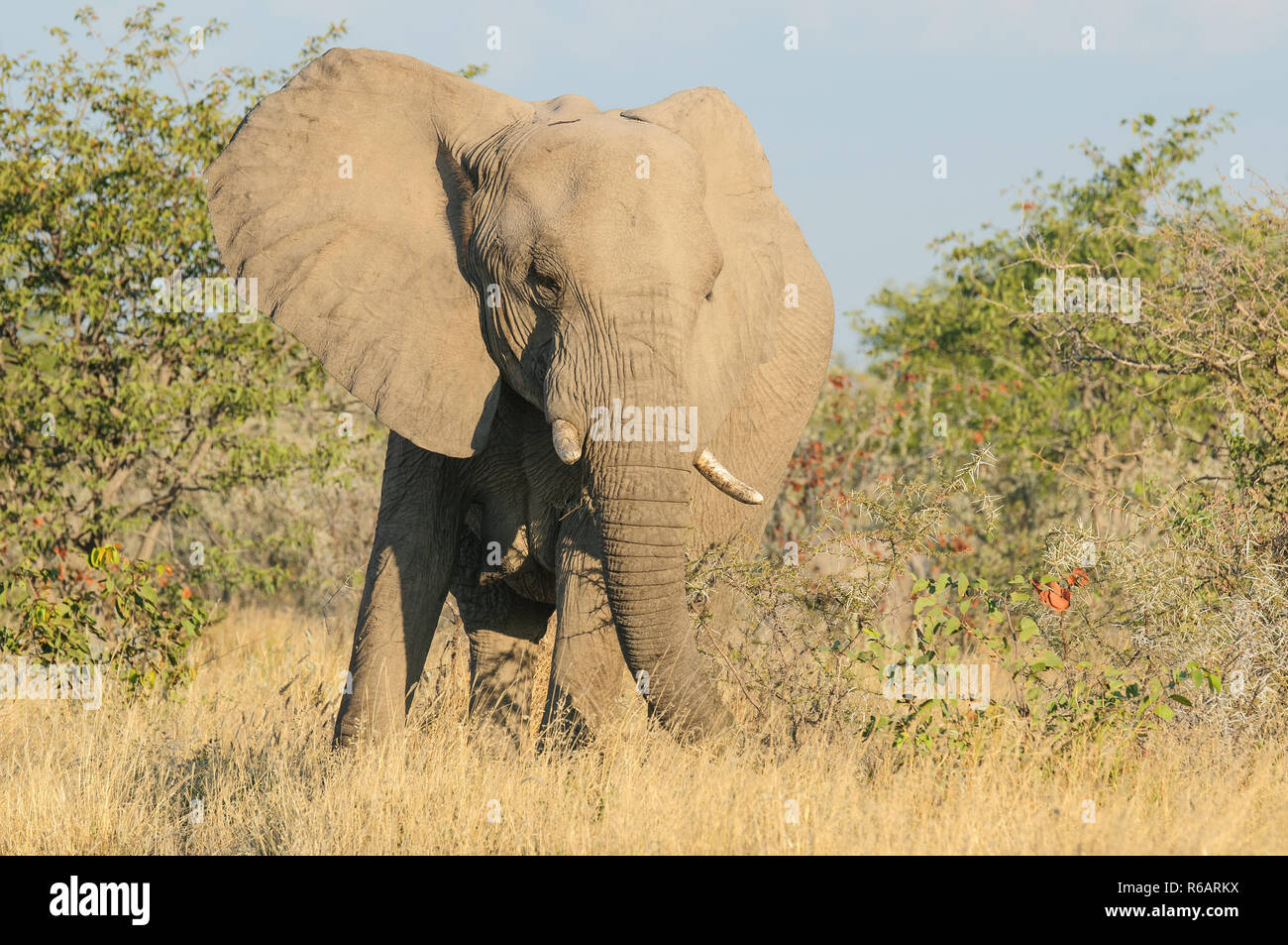 Big male elephant Stock Photo