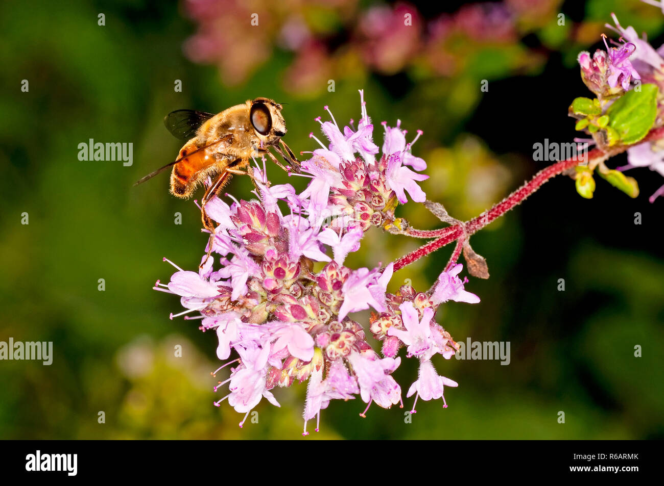 Bee On Majoram Stock Photo