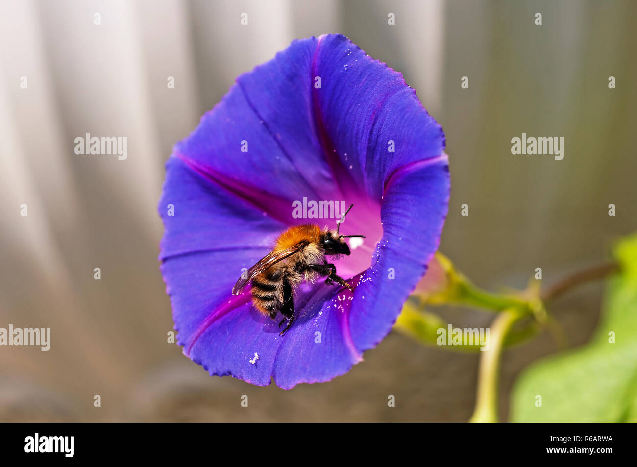 Bumble Bee On Morning Glory Stock Photo
