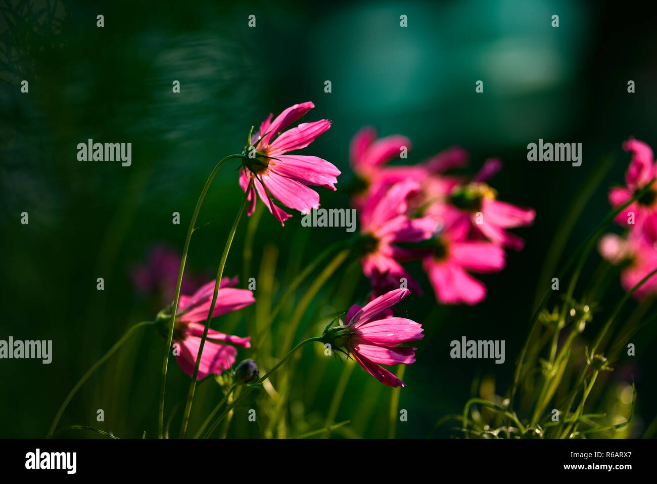 Pink cosmos flowers blooming late in the fence Stock Photo Alamy