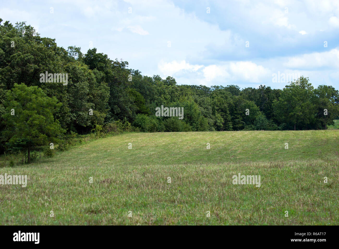 Big green trees hi-res stock photography and images - Alamy