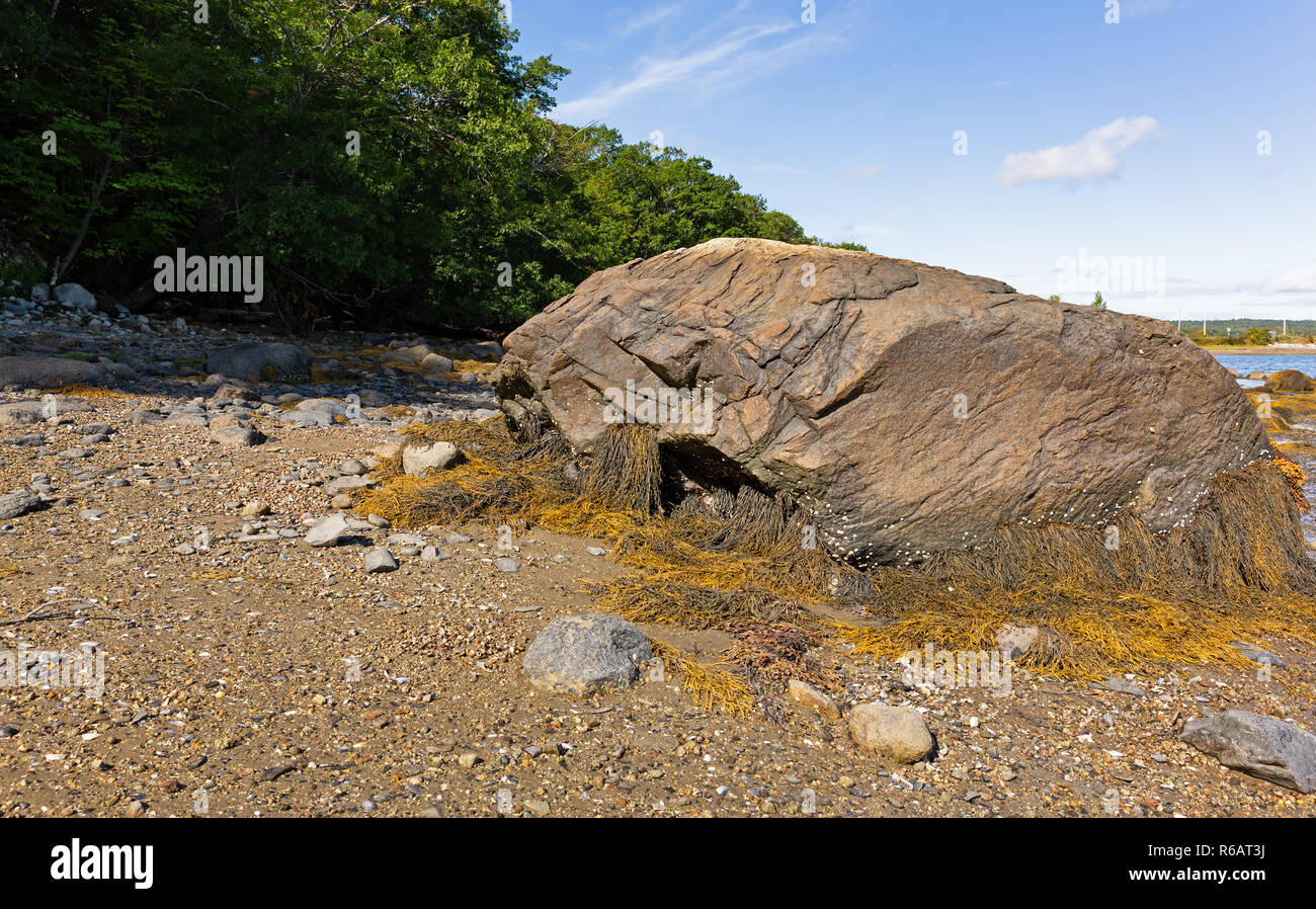 A very large boulder with seaweed and periwinkles on the shore of Sears Island in Maine on a summer day. Stock Photo