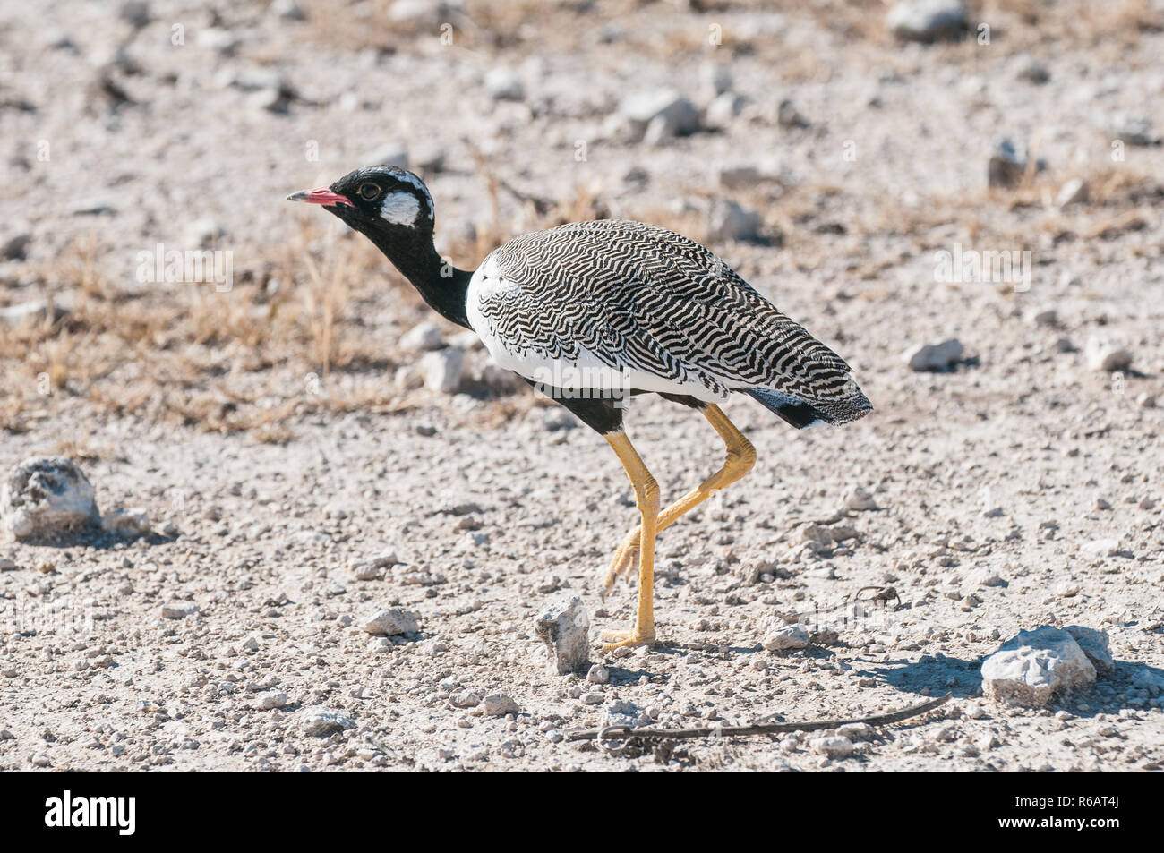 Northern Black Korhaan Stock Photo Alamy Northern black korhaan stock photo alamy