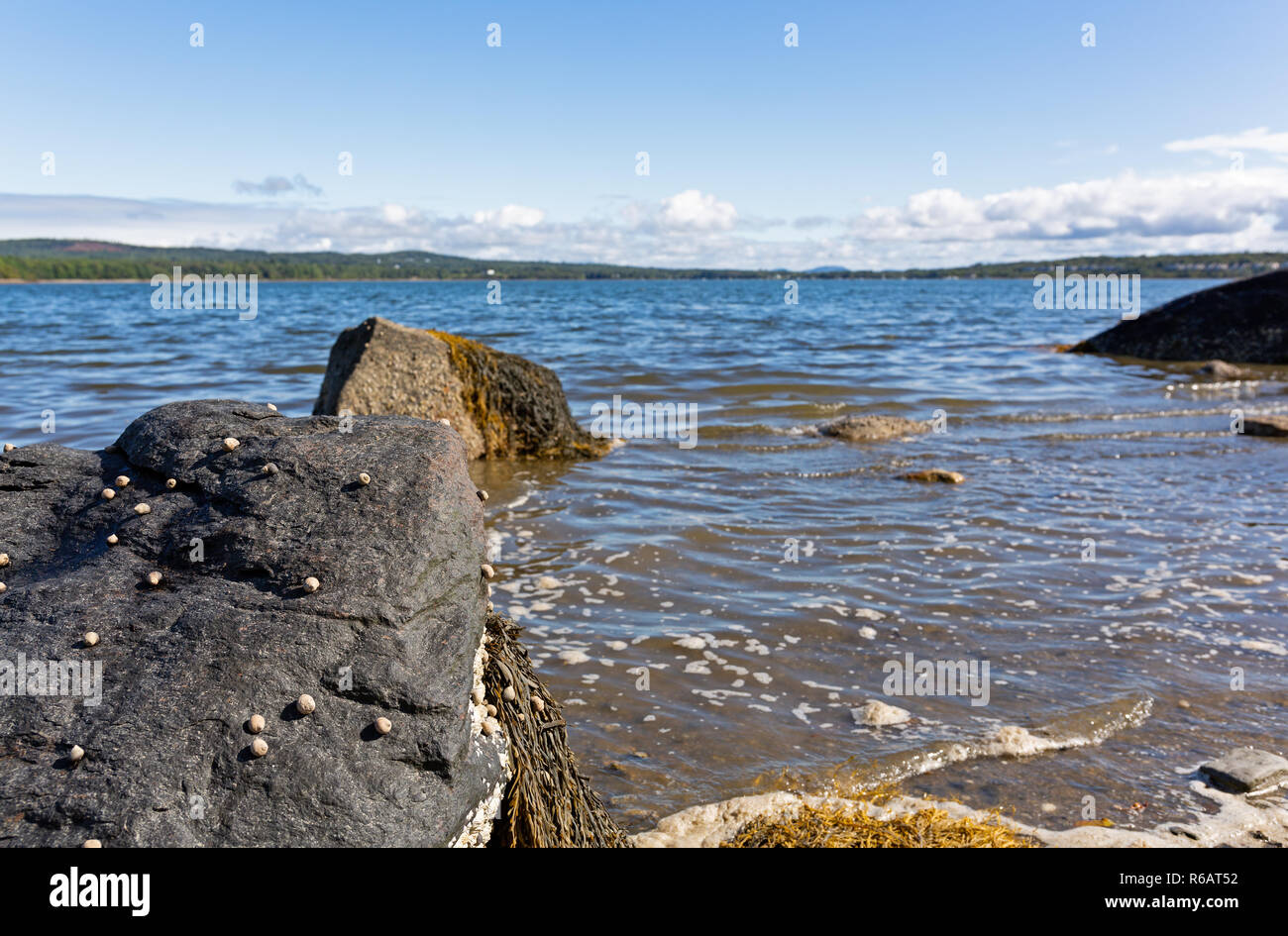A large boulder with several periwinkles on the coast of Sears Island in Maine with Stockton Harbor in the far distance on a summer day. Stock Photo