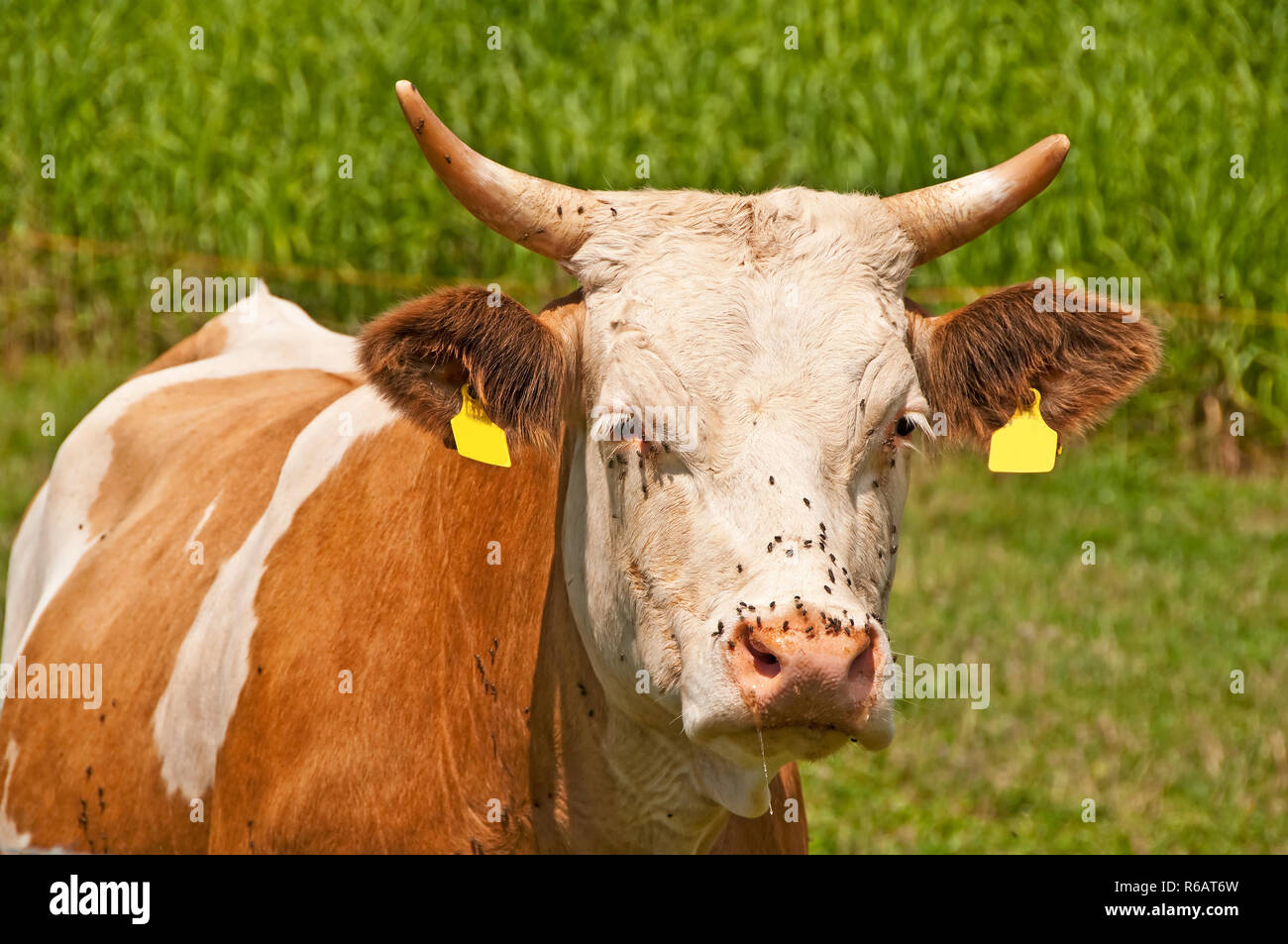 Closeup Of A Cow Stock Photo - Alamy