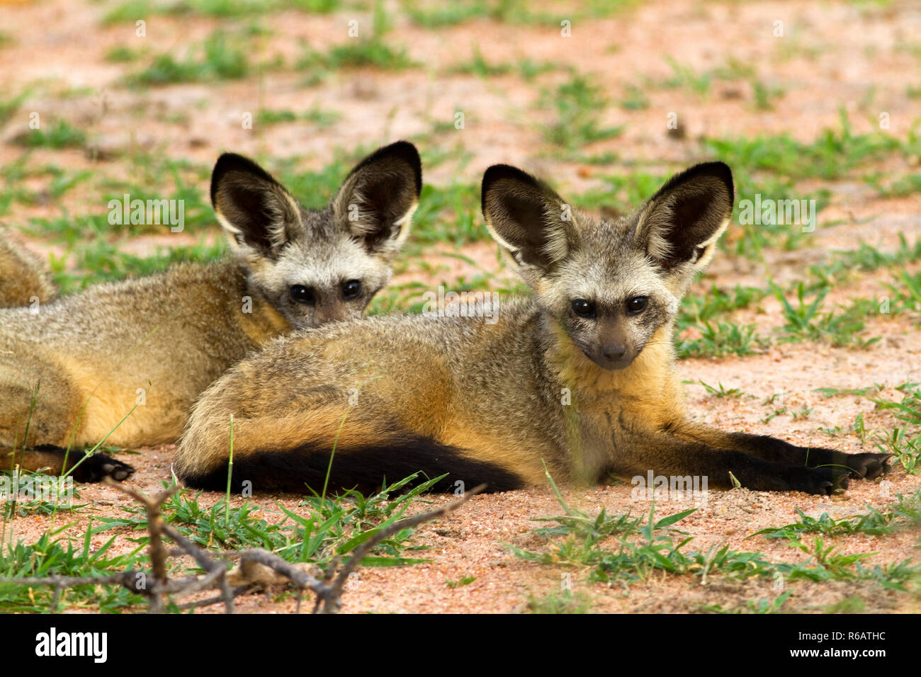 The huge ears of these diminutive foxes act like radar in their search for subterranean invertebrates Stock Photo