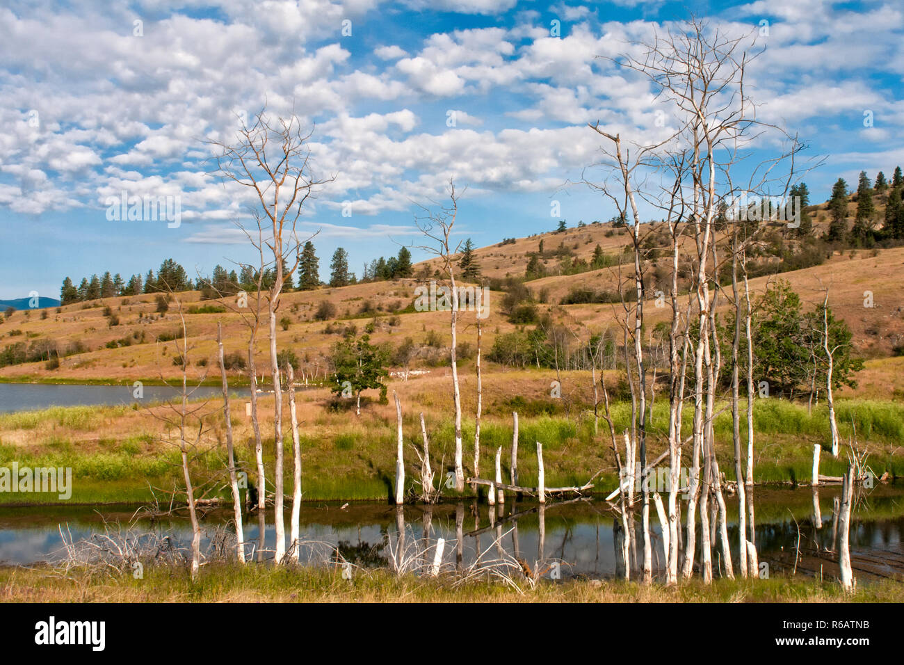 Vernon, BC, Canada - July 11, 2011 - The natural colours of an Okanagan hillside are captured in this morning scene taken in British Columbia. Stock Photo