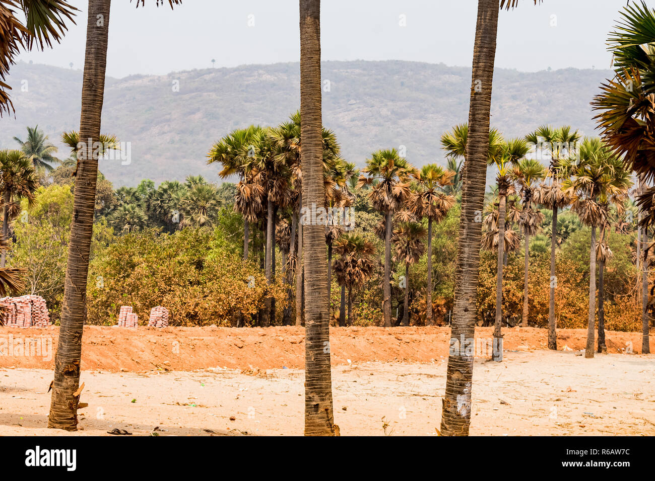 Green palm trees grow out of the red sand on the background of the blue