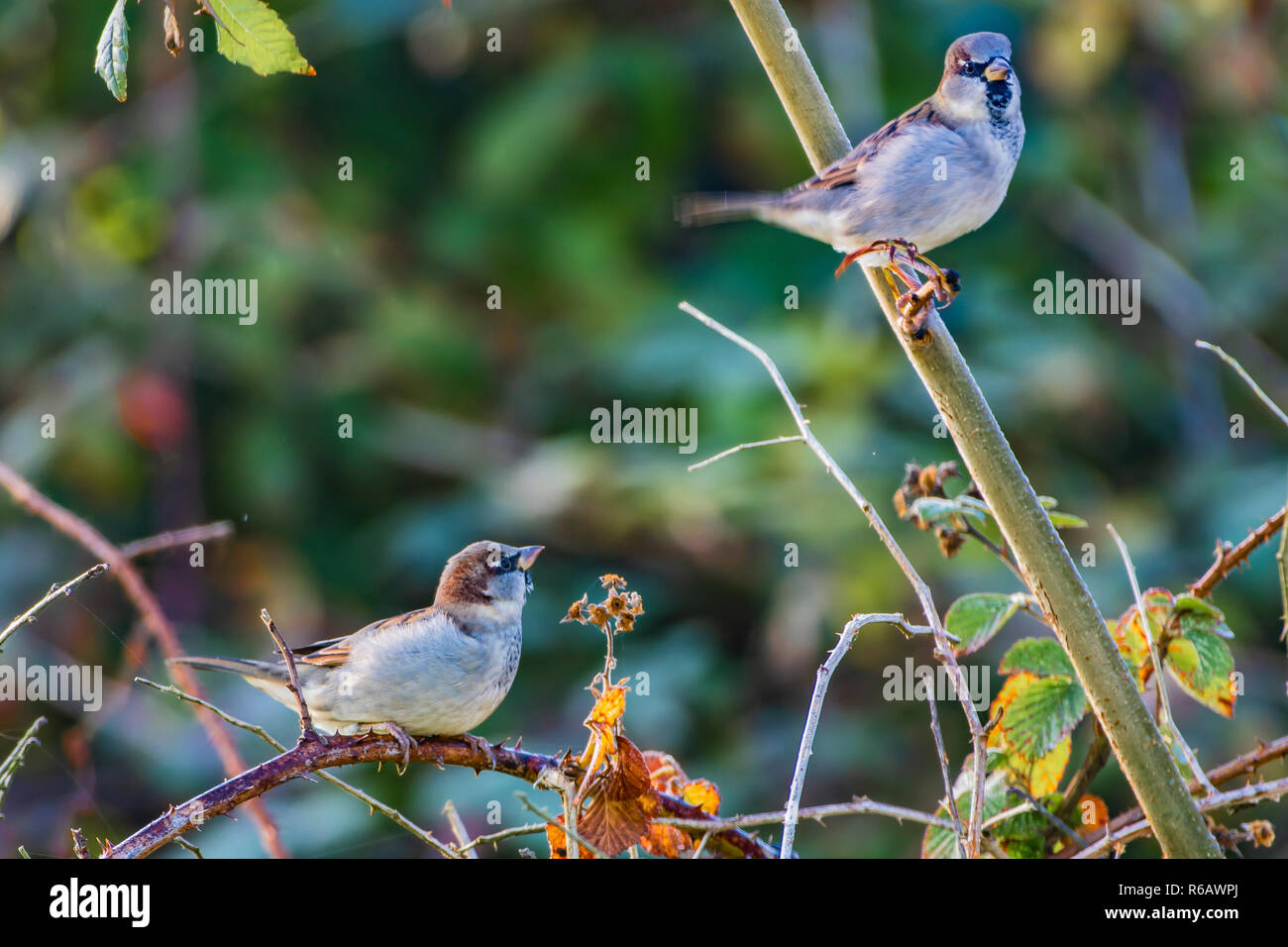House Sparrow, Passer domesticus, perched in bush Stock Photo