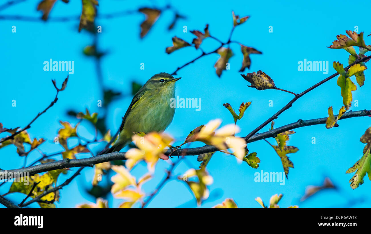 Garden warbler (Sylvia borin) Stock Photo