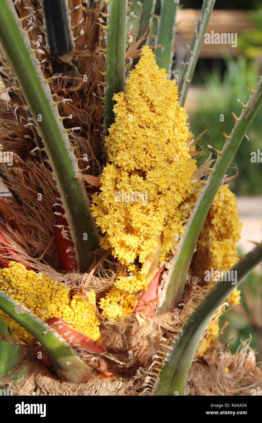 Clos up of emerging yellow flowers of a Cycad recurvata, also known as the Japanese Sago Palm. Stock Photo