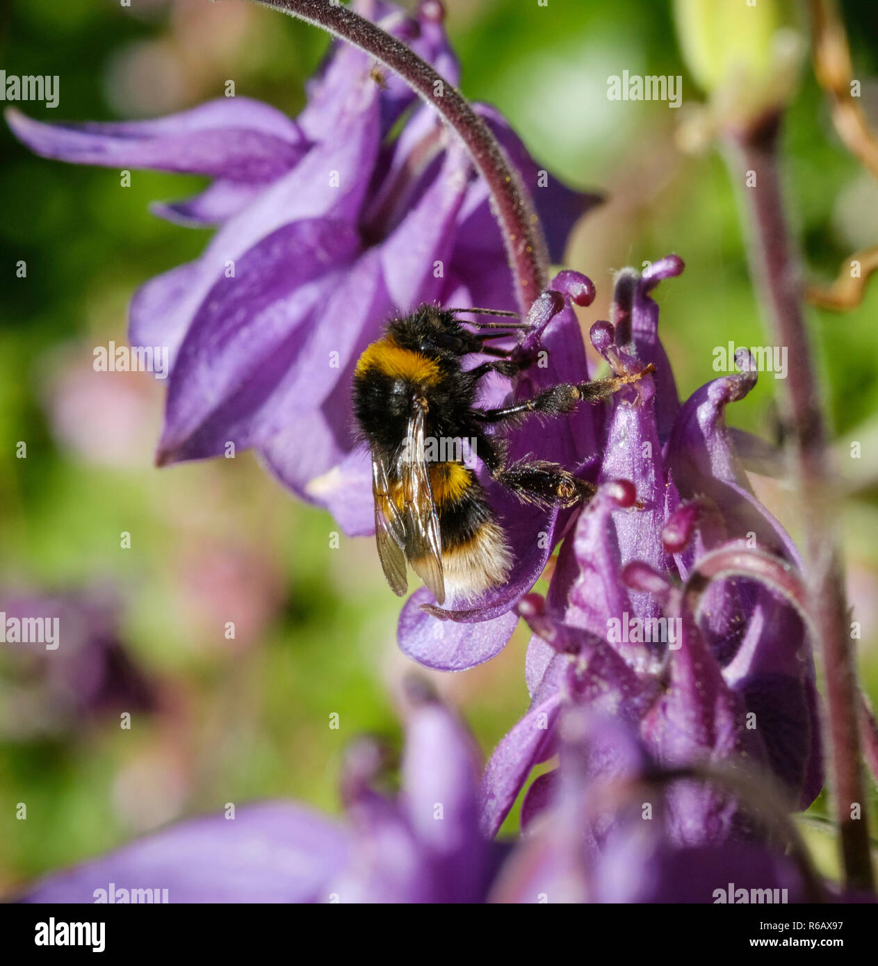 Purple aquilegia with bee in domestic garden England UK Stock Photo