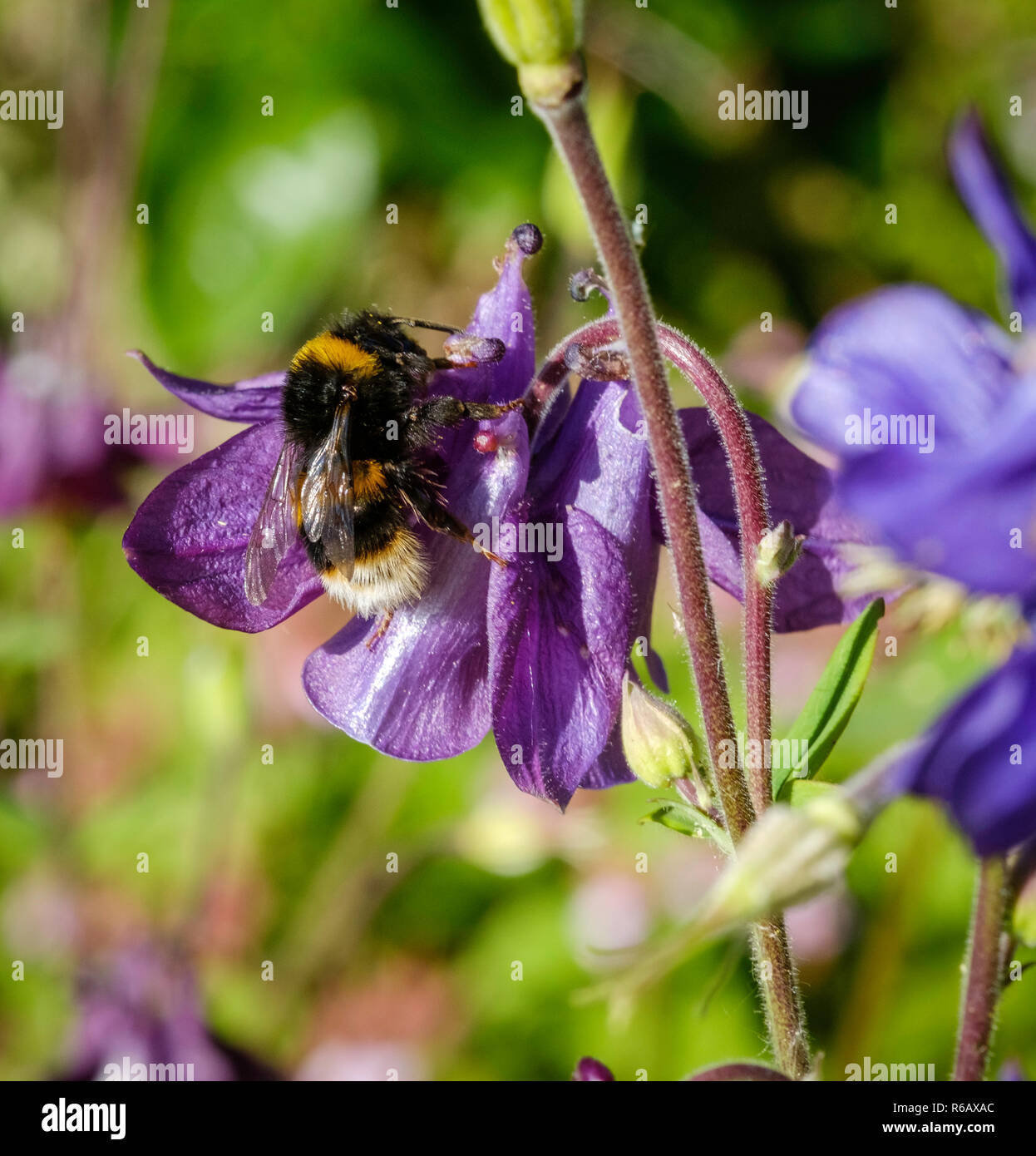 Purple aquilegia with bee in domestic garden England UK Stock Photo