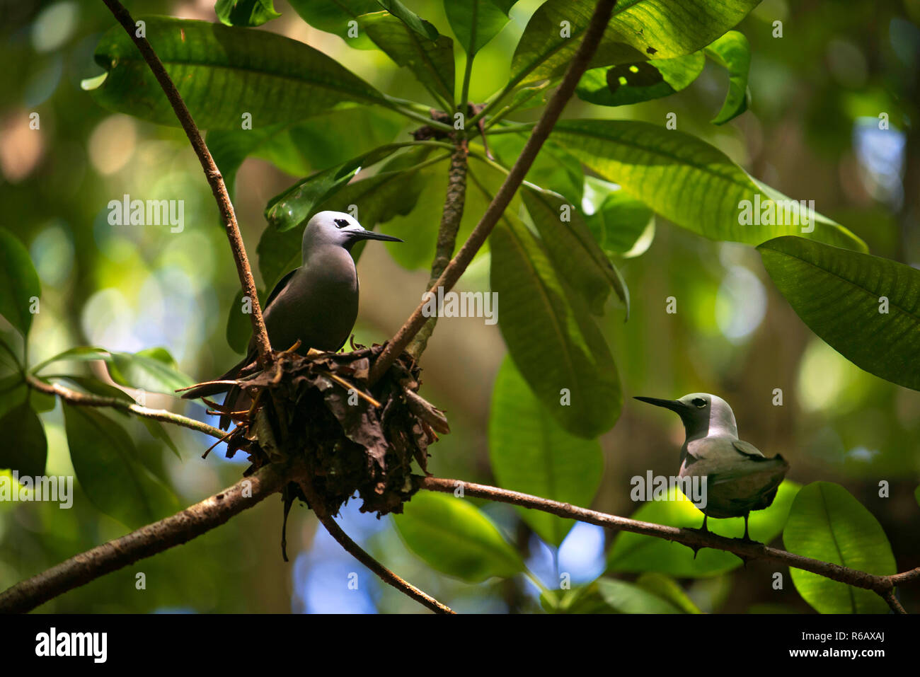 Lesser noddy Anous tenuirostris, sits in its nest, Cousin island, Seychelles. Stock Photo