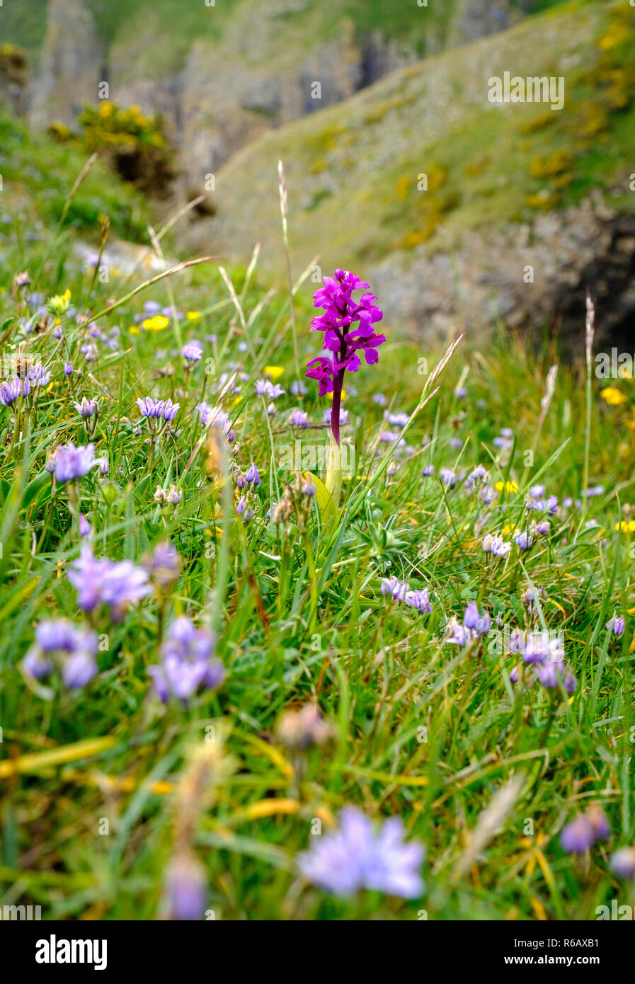 WILD ORCHID ON CLIFF TOP PEMBROKESHIRE Stock Photo