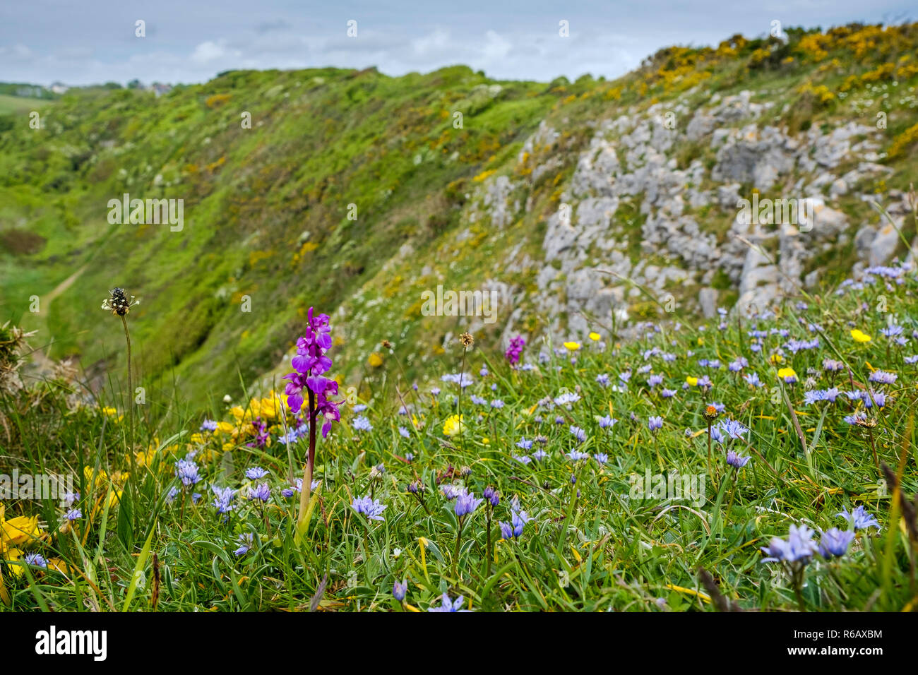 Wild orchid & wild flowers on cliff at Lydstep on Pembrokeshire Coast National Park Wales UK Stock Photo