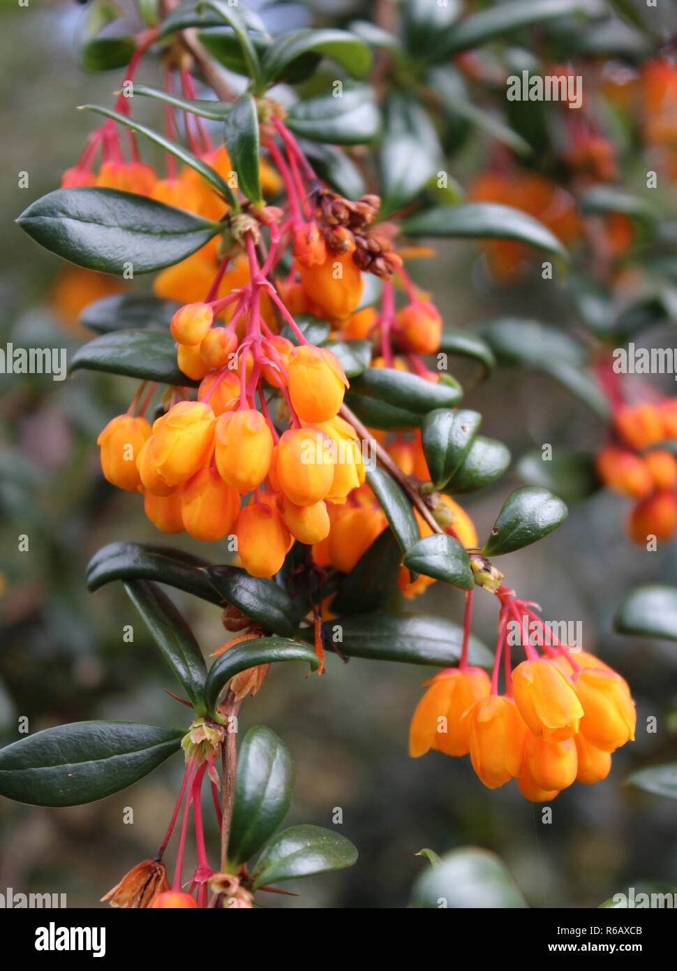 The beautiful bright orange flower buds of Berberis darwinii, in close up in a natural outdoor setting. Darwins barberry. Stock Photo