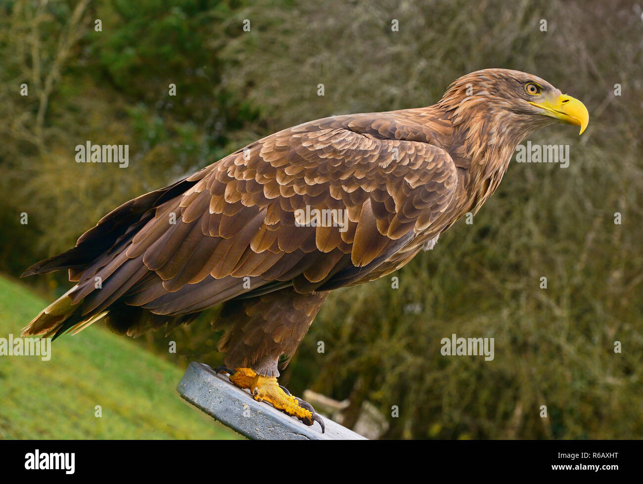 Ireland, County Sligo, Ballymote, Eagles Flying tourist attraction
