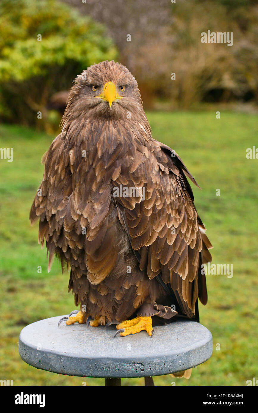 BIRDS OF PREY IN IRELAND: where to see the top 7