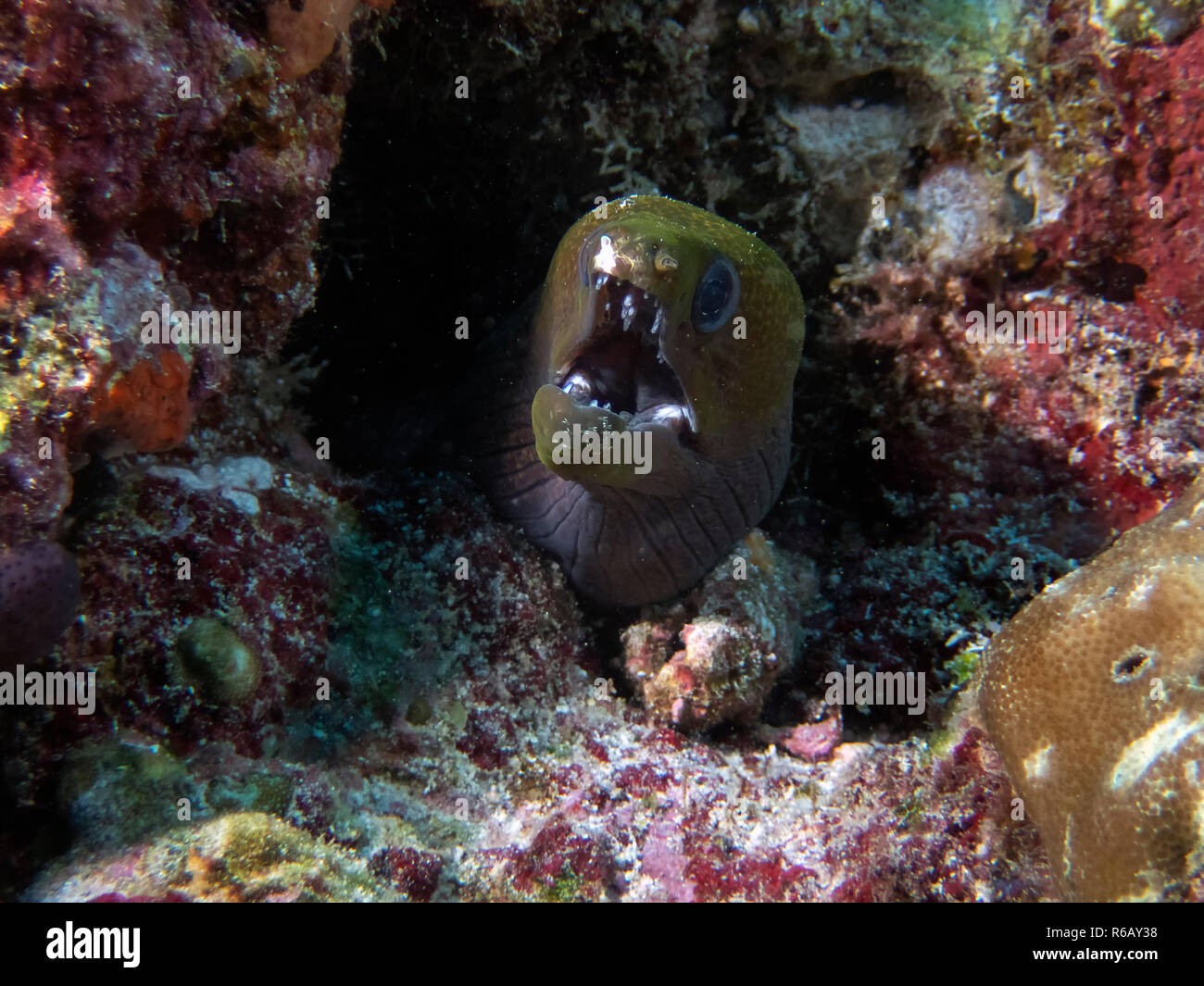 An Undulated Moray Eel (Gymnothorax undulatus) in the Indian Ocean Stock Photo Alamy