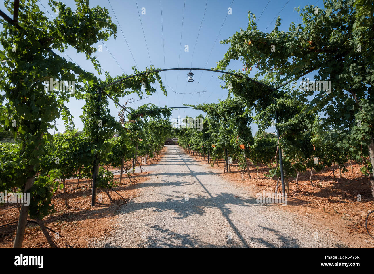 Vineyard Plantations in Mallorca Stock Photo Alamy