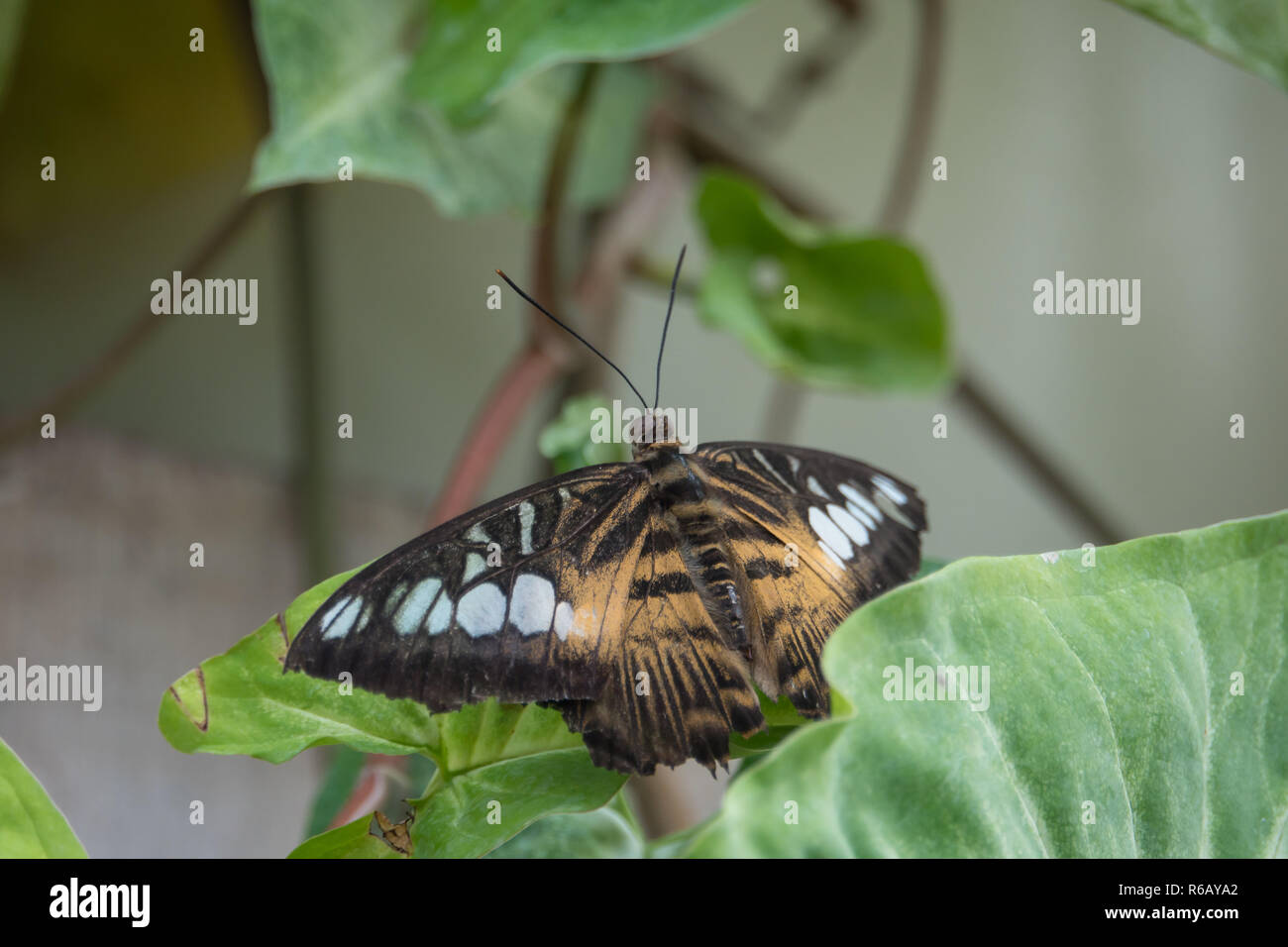 Tropical butterfly on leaf Stock Photo