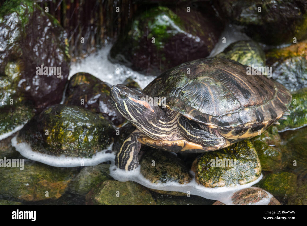 Turtle in terrarium Stock Photo Alamy